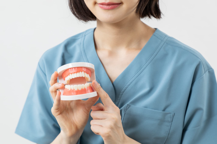 インビザライン・ファーストの適応条件について歯の模型を使って説明する歯科医